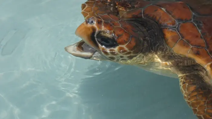 Caretta caretta