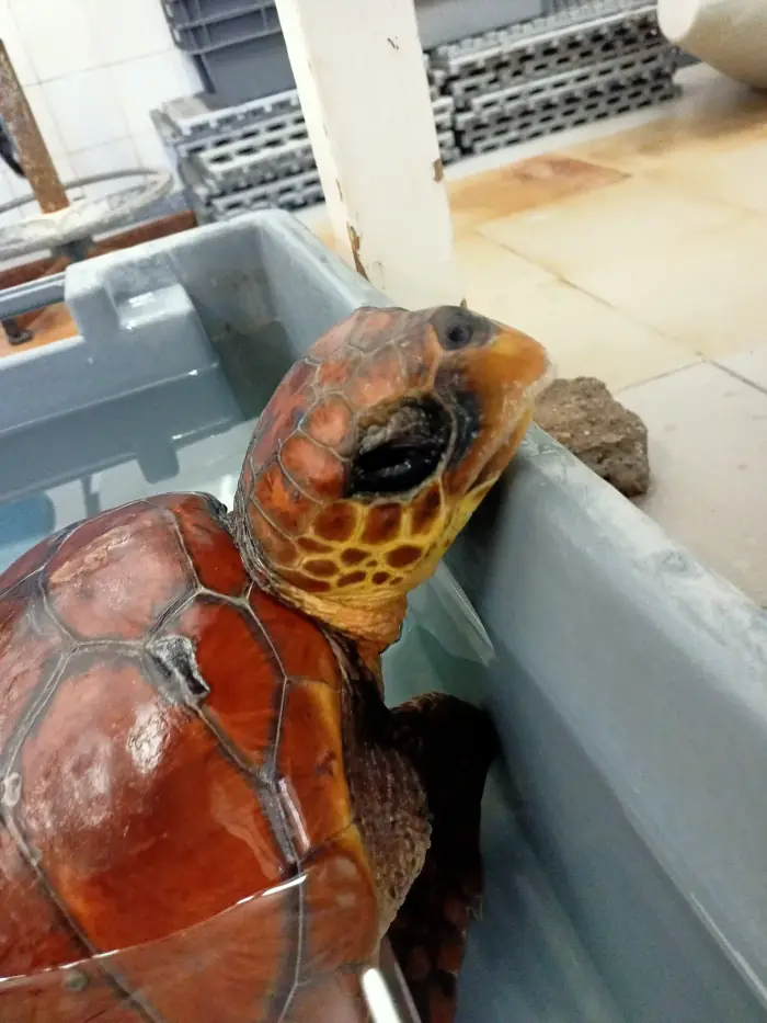Caretta caretta