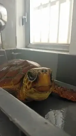 Caretta caretta