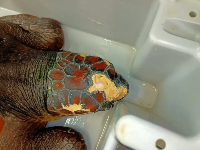 Caretta caretta