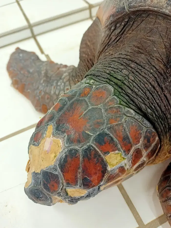 Caretta caretta