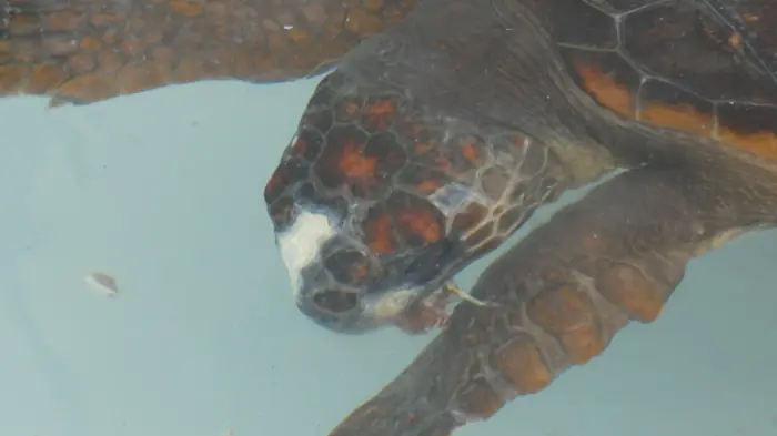 Caretta caretta