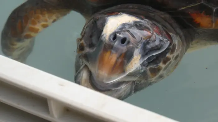 Caretta caretta