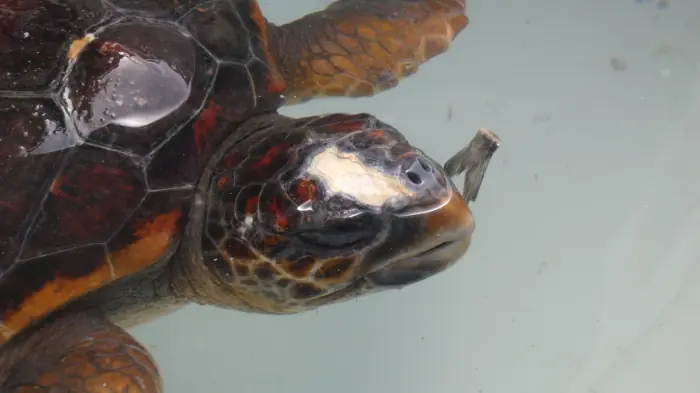 Caretta caretta