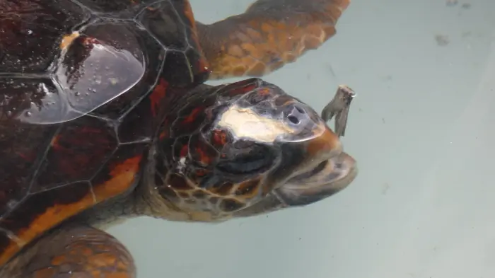 Caretta caretta