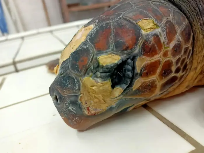 Caretta caretta