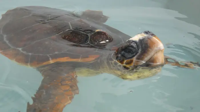 Caretta caretta