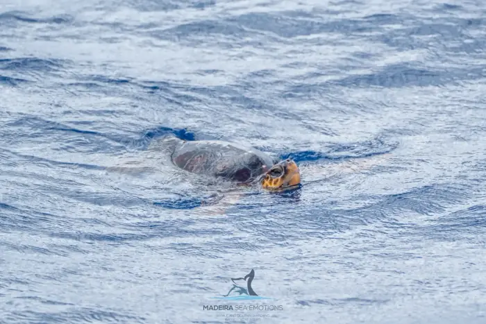 Caretta caretta