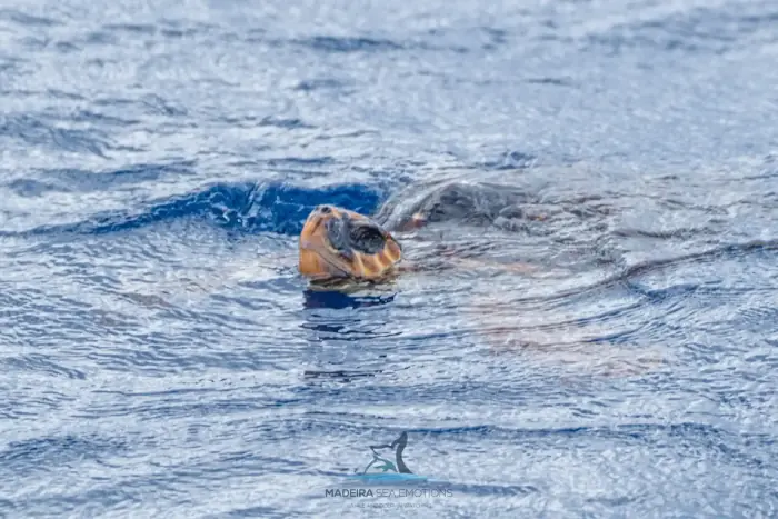 Caretta caretta
