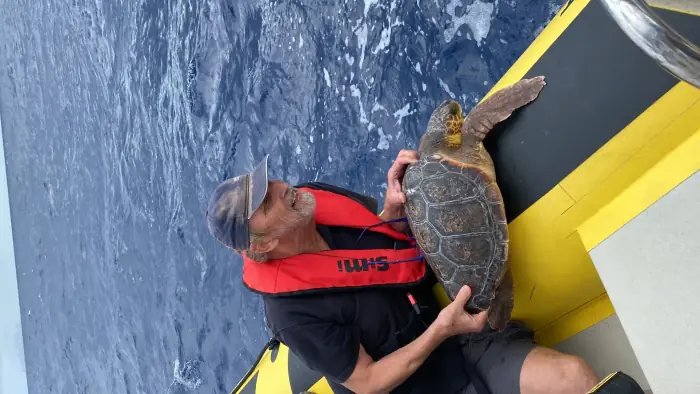 Caretta caretta