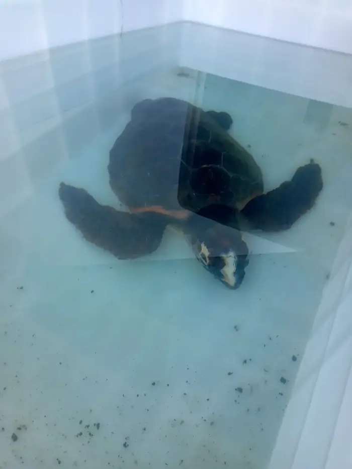 Caretta caretta