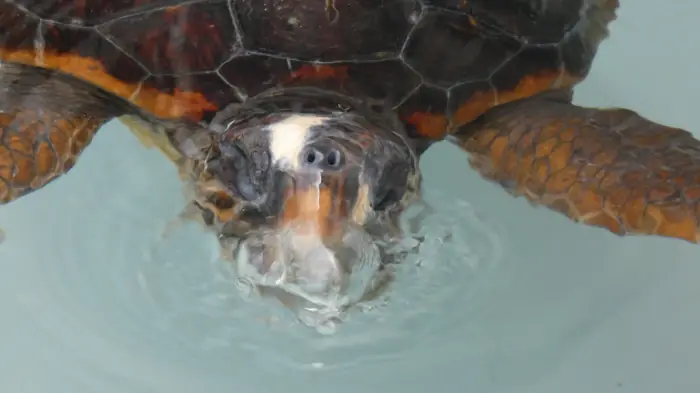Caretta caretta