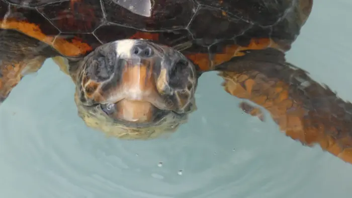 Caretta caretta