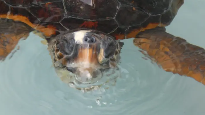 Caretta caretta