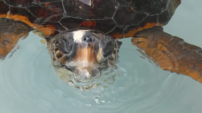 Caretta caretta