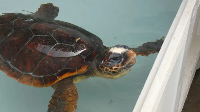 Caretta caretta