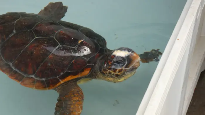 Caretta caretta