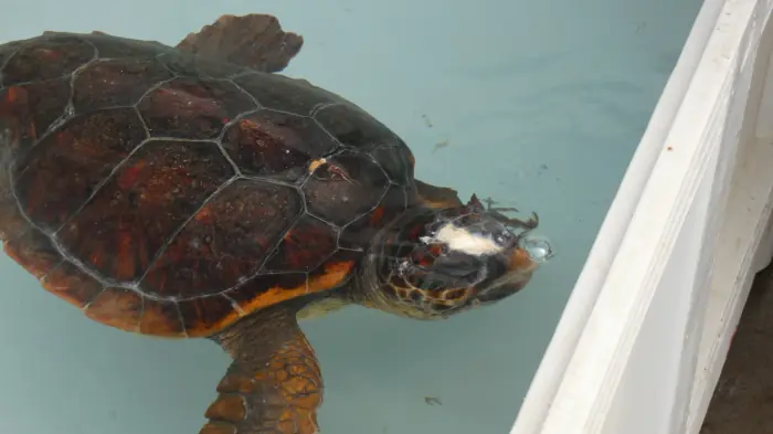 Caretta caretta