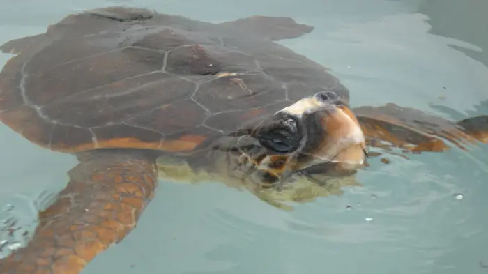 Caretta caretta
