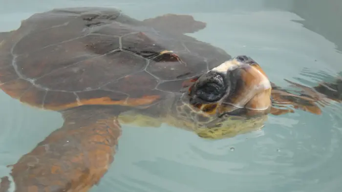 Caretta caretta