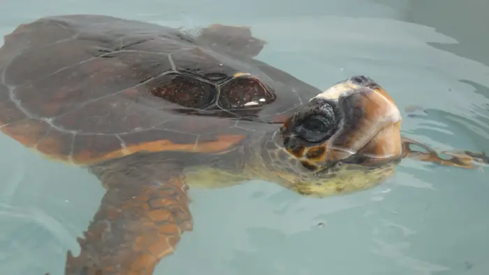 Caretta caretta