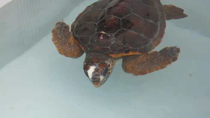 Caretta caretta