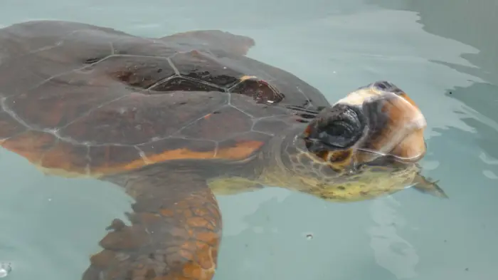 Caretta caretta