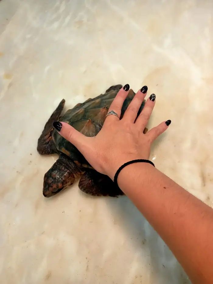 Caretta caretta