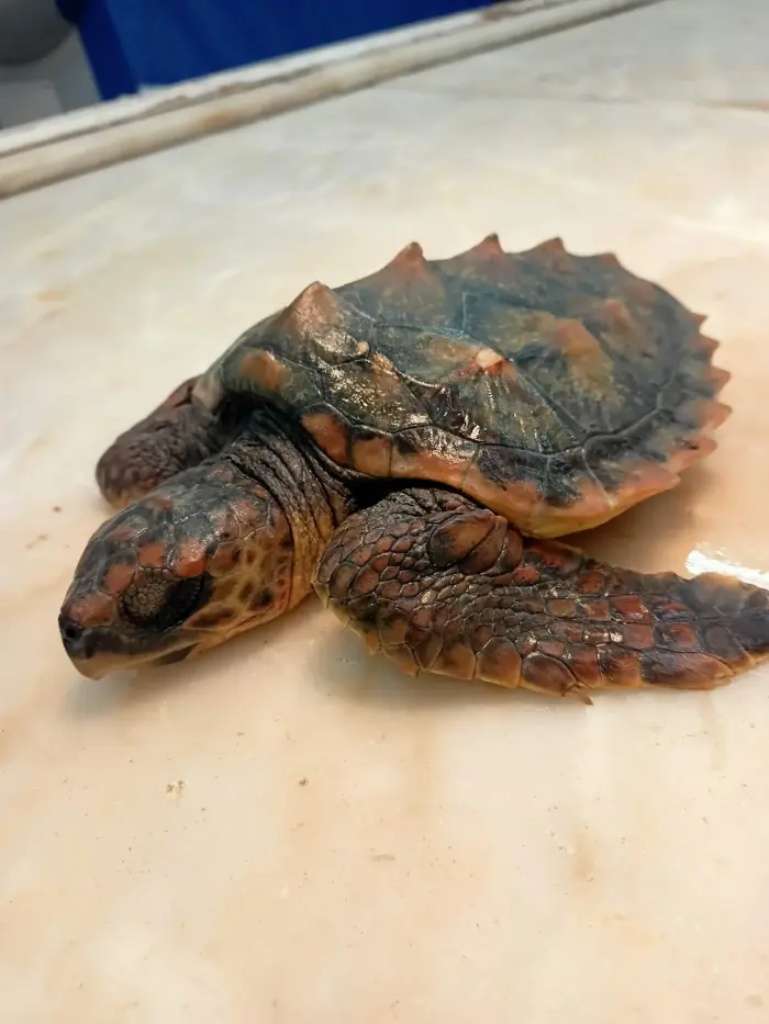Caretta caretta