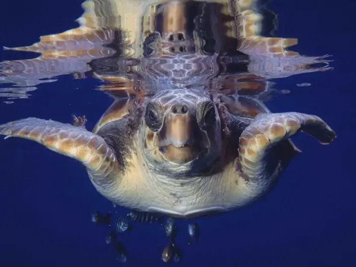 Caretta caretta
