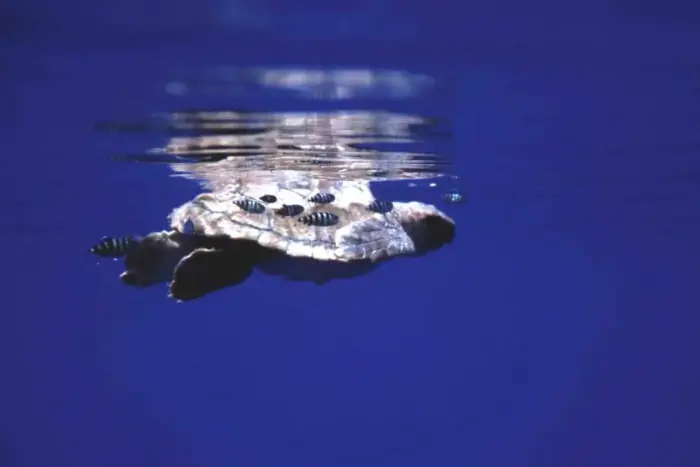 Caretta caretta