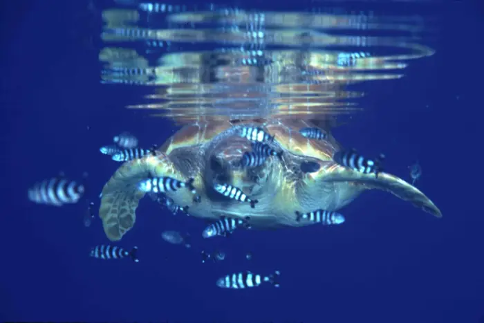Caretta caretta