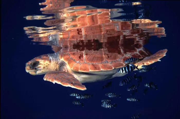 Caretta caretta