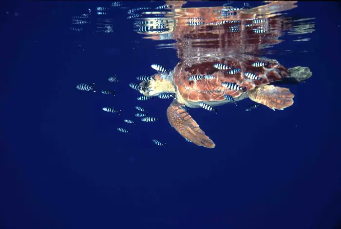 Caretta caretta