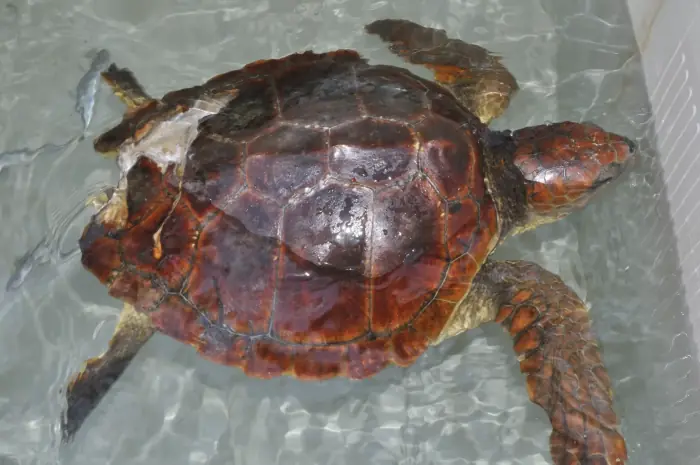 Caretta caretta