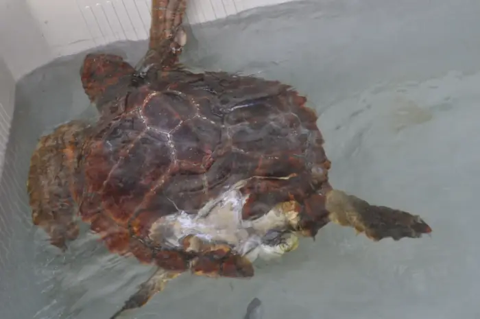 Caretta caretta