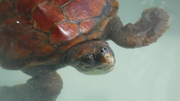 Caretta caretta