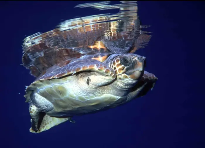 Caretta caretta