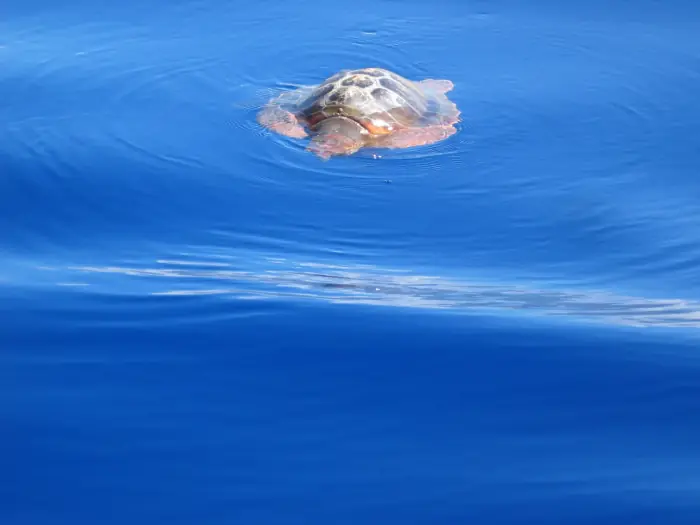 Caretta caretta