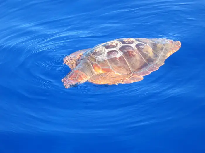 Caretta caretta