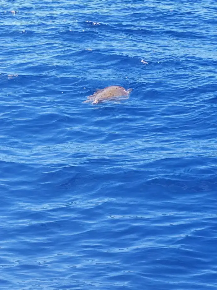 Caretta caretta