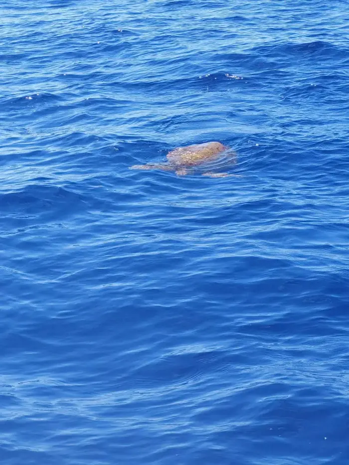 Caretta caretta