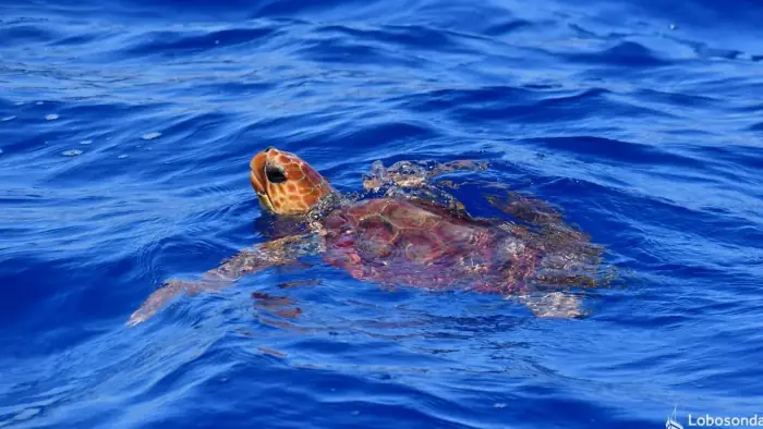 Caretta caretta