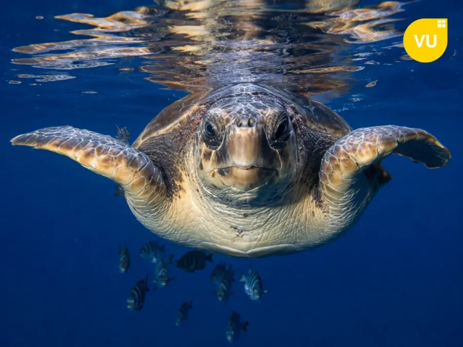 Caretta caretta