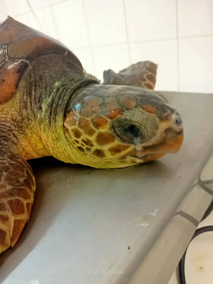 Caretta caretta