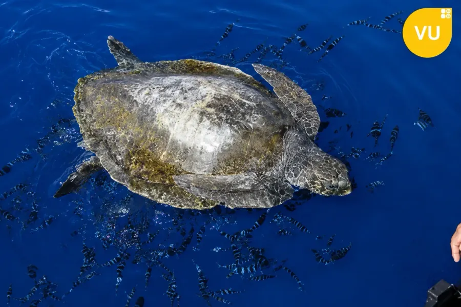 Lepidochelys olivacea