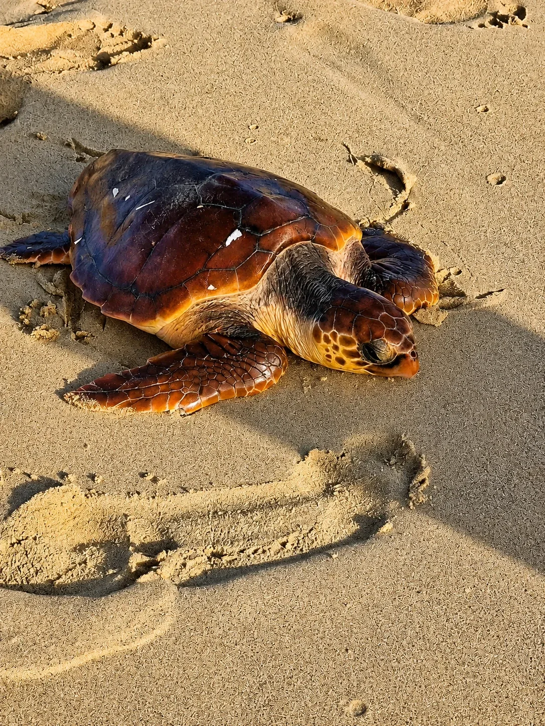 Resgate de tartaruga marinha