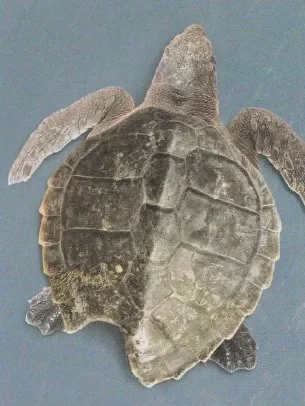 Mordida de tubarão