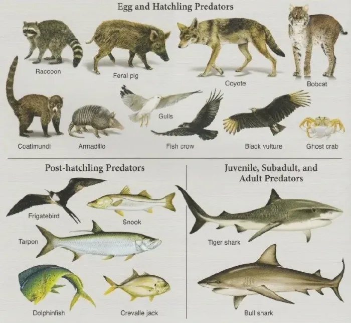 Predadores naturais